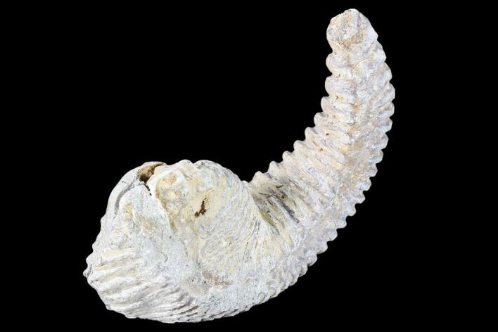 Cretaceous Fossil Oyster (Rastellum) - Madagascar #88486